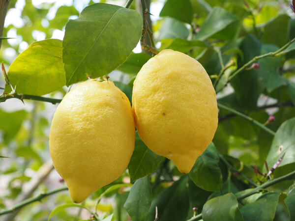 Lemon Essential Oil, Citrus limon 144 - Garden Mother