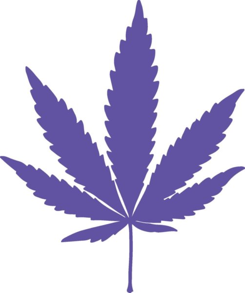 purple weed leaves